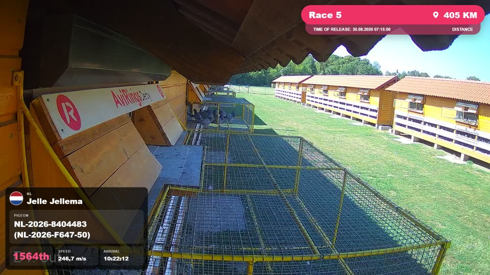 Pigeon Arrival Image For Race Race 5