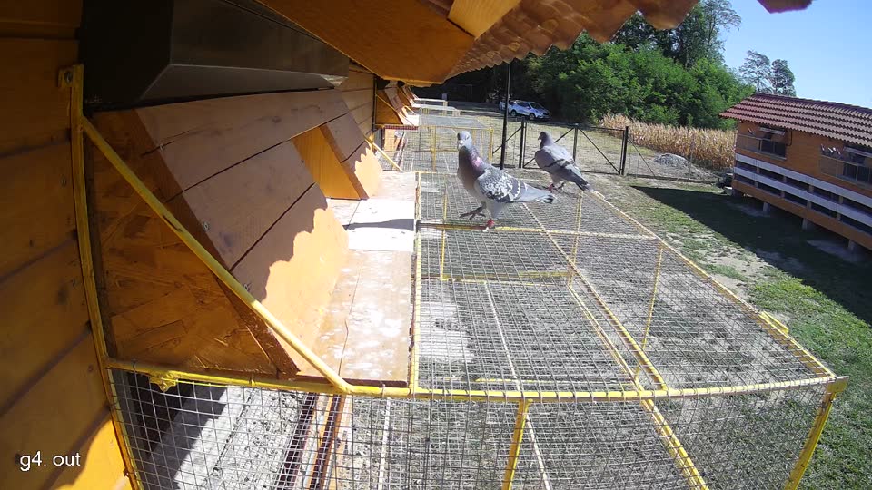 Pigeon Arrival Image For Race Race 3