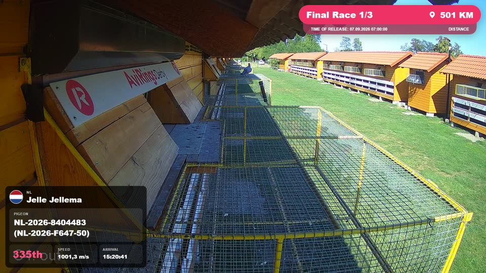 Pigeon Arrival Image For Race Final Race 1/3