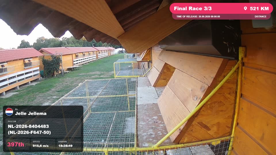 Pigeon Arrival Image For Race Final Race 3/3