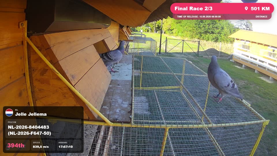 Pigeon Arrival Image For Race Final Race 2/3