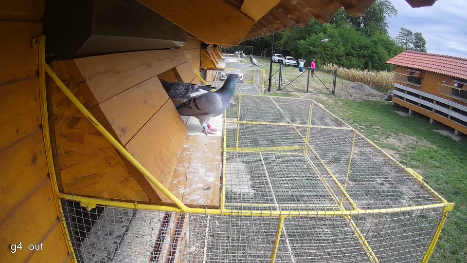 Pigeon Arrival Image For Race Race 4