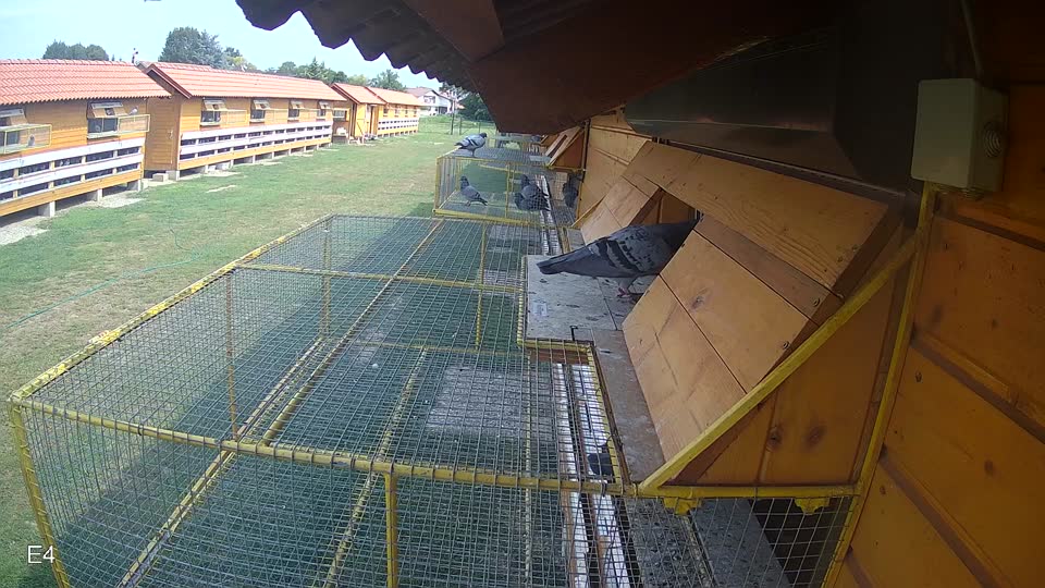Pigeon Arrival Image For Race Race 3