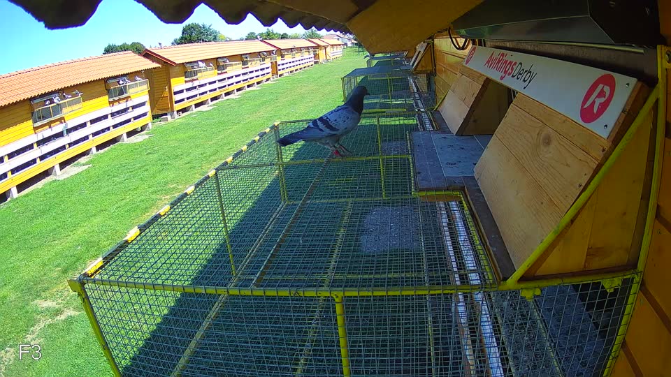 Pigeon Arrival Image For Race Race 2