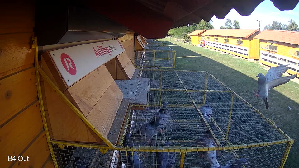 Pigeon Arrival Image For Race Race 5