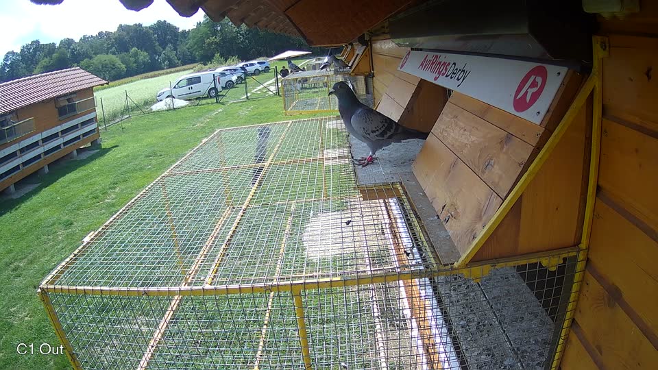 Pigeon Arrival Image For Race Race 6