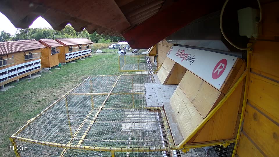 Pigeon Arrival Image For Race Race 5