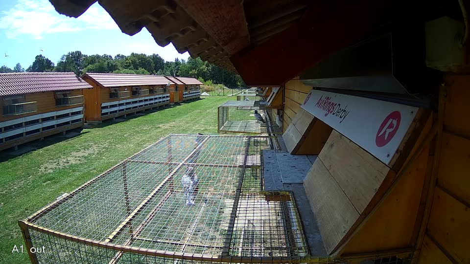Pigeon Arrival Image For Race Race 4
