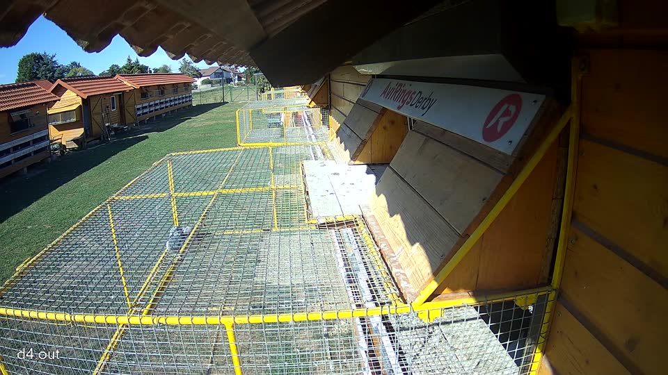 Pigeon Arrival Image For Race Final Race 1/3