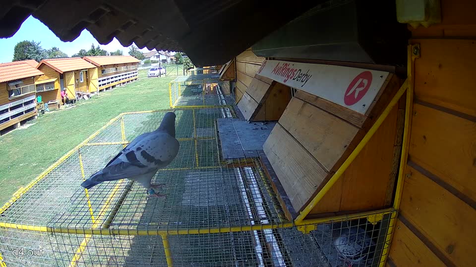Pigeon Arrival Image For Race Race 4