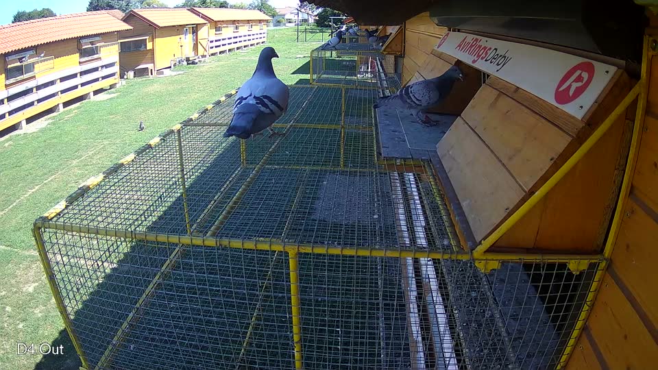 Pigeon Arrival Image For Race Race 2