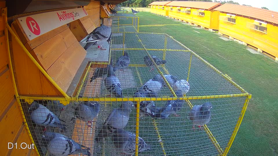 Pigeon Arrival Image For Race Race 4