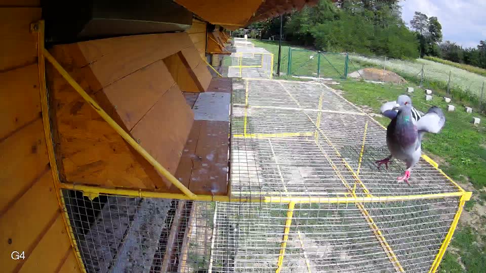 Pigeon Arrival Image For Race Race 6