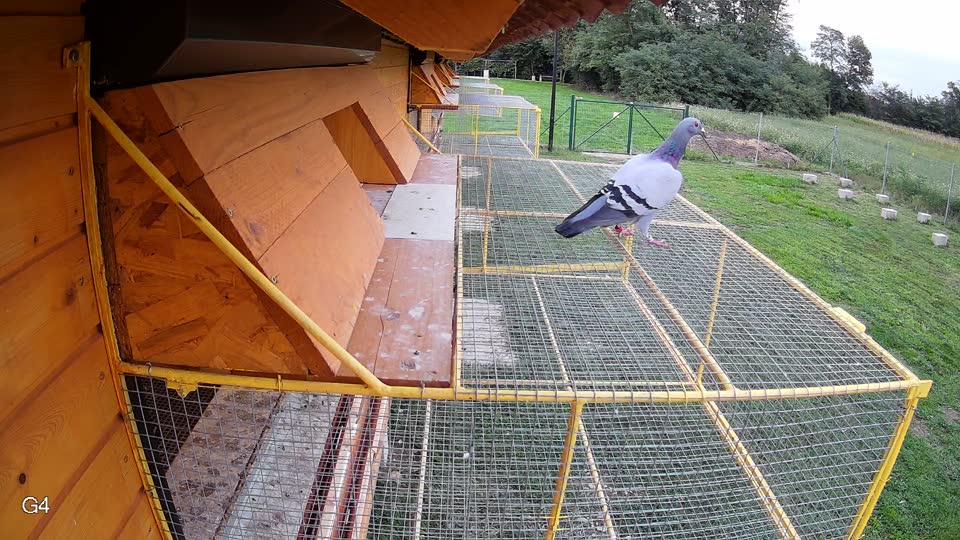 Pigeon Arrival Image For Race Final race 2