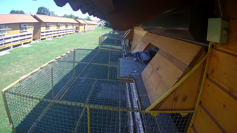 Pigeon Arrival Image For Race Race 2