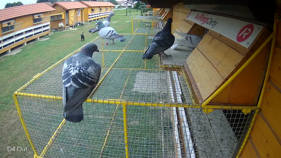 Pigeon Arrival Image For Race Race 3