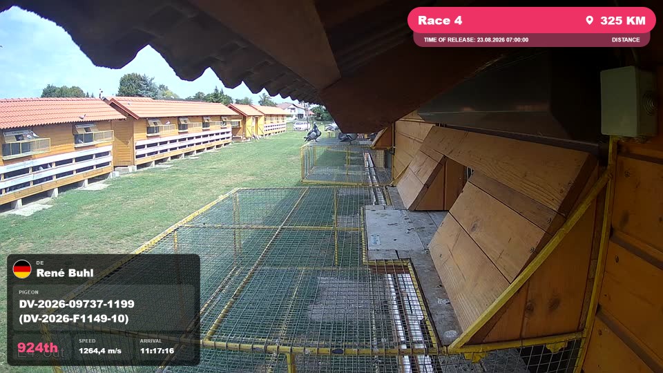 Pigeon Arrival Image For Race Race 4
