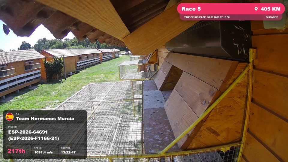 Pigeon Arrival Image For Race Race 5