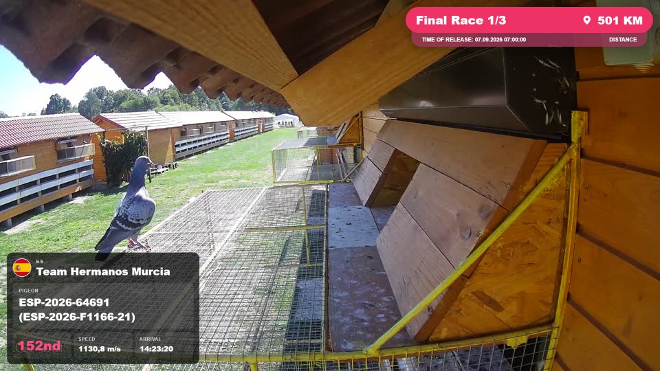 Pigeon Arrival Image For Race Final Race 1/3