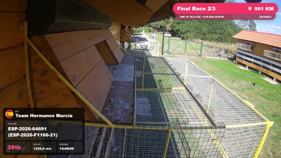 Pigeon Arrival Image For Race Final Race 2/3