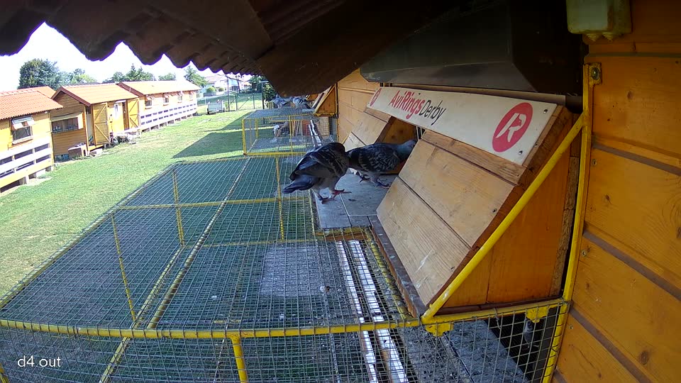 Pigeon Arrival Image For Race Race 1
