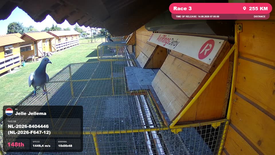 Pigeon Arrival Image For Race Race 3