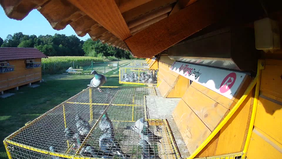 Pigeon Arrival Image For Race Race 1