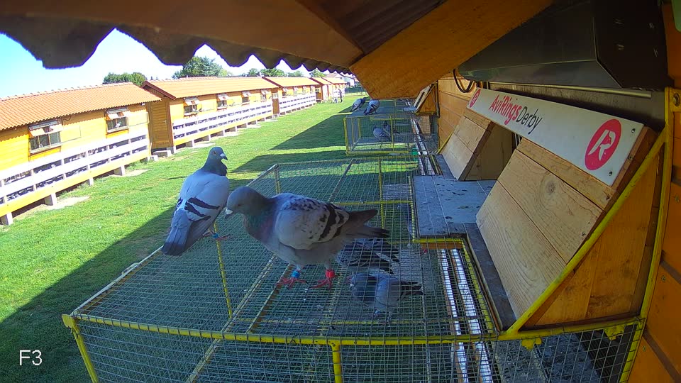 Pigeon Arrival Image For Race Race 5