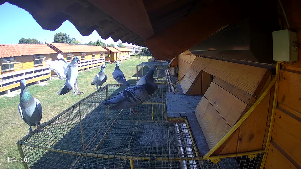 Pigeon Arrival Image For Race Race 3