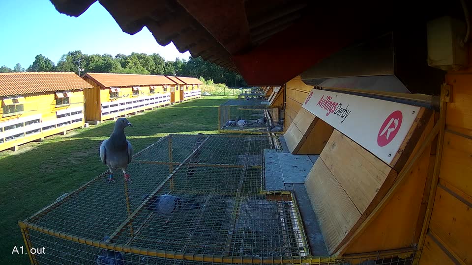 Pigeon Arrival Image For Race Race 4