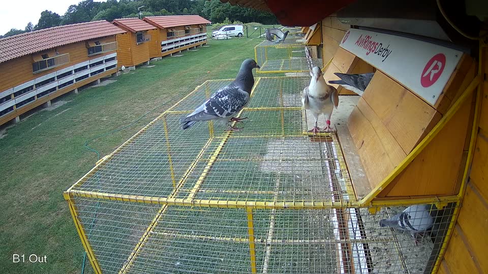 Pigeon Arrival Image For Race Race 3
