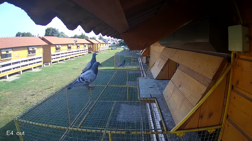 Pigeon Arrival Image For Race Race 1