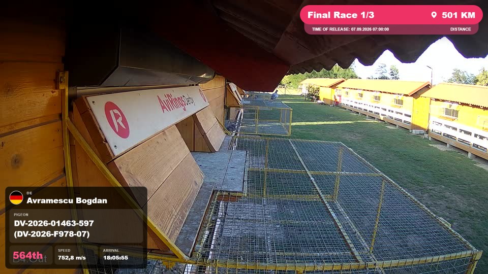 Pigeon Arrival Image For Race Final Race 1/3