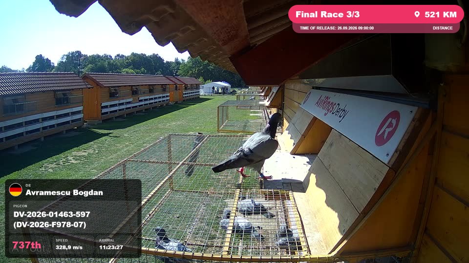 Pigeon Arrival Image For Race Final Race 3/3