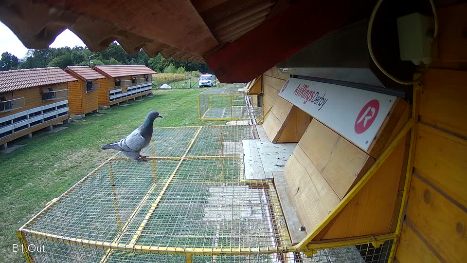 Pigeon Arrival Image For Race Race 4