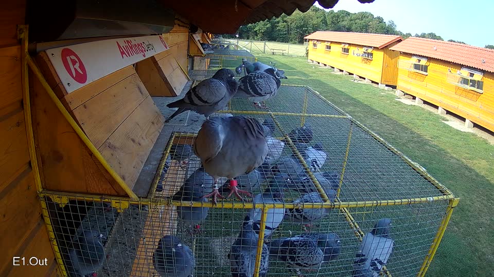 Pigeon Arrival Image For Race Race 4