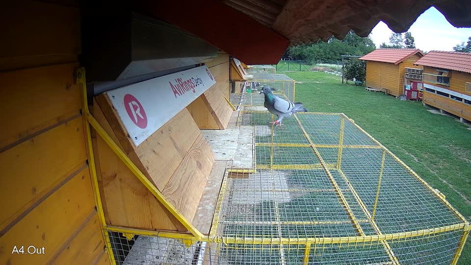 Pigeon Arrival Image For Race Final race 1