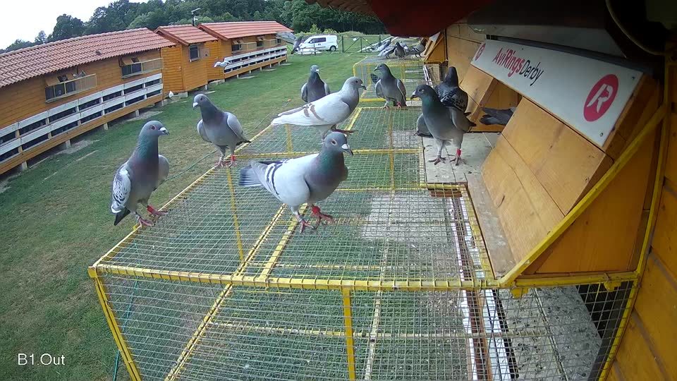 Pigeon Arrival Image For Race Race 3