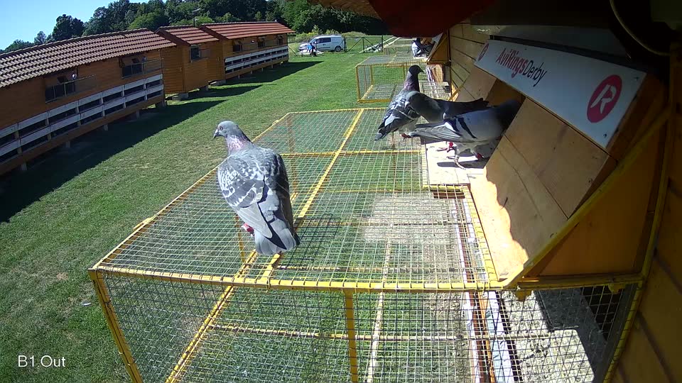 Pigeon Arrival Image For Race Race 2