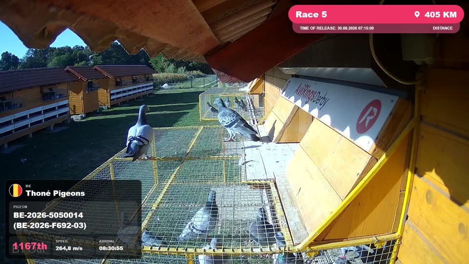 Pigeon Arrival Image For Race Race 5