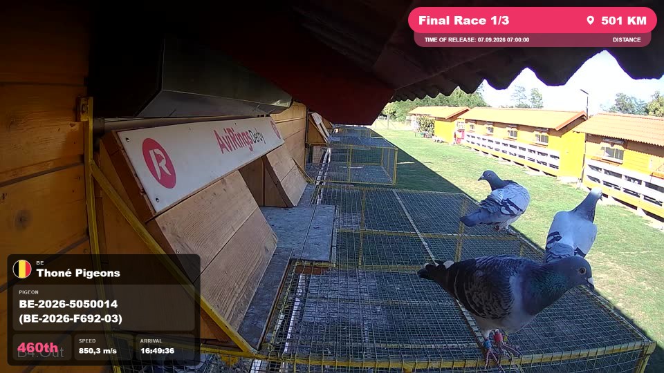 Pigeon Arrival Image For Race Final Race 1/3