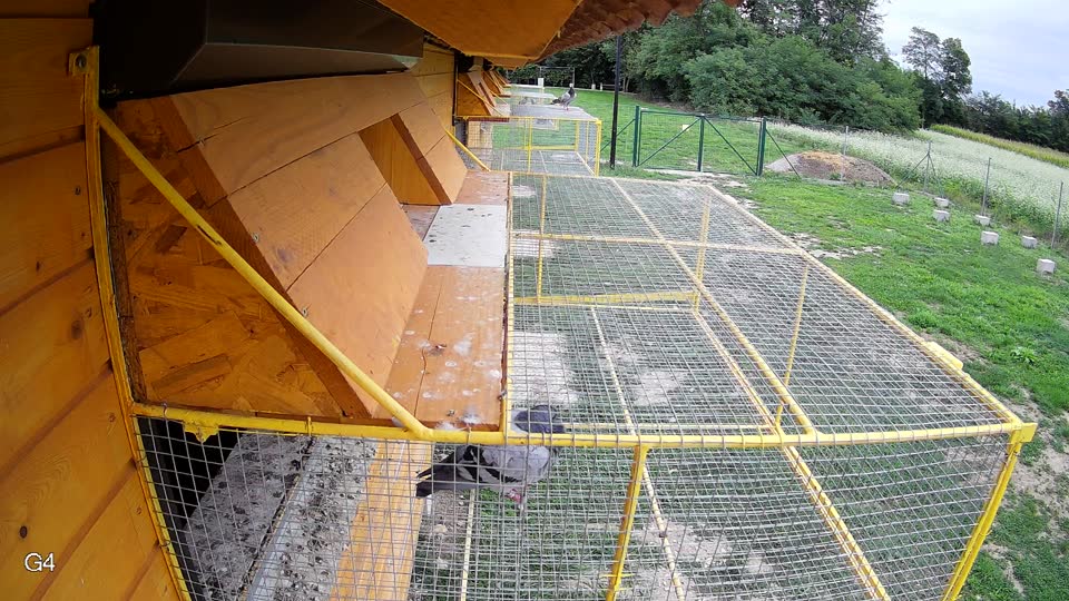 Pigeon Arrival Image For Race Race 6