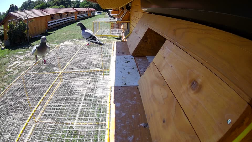 Pigeon Arrival Image For Race Race 5