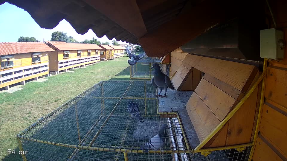 Pigeon Arrival Image For Race Race 1