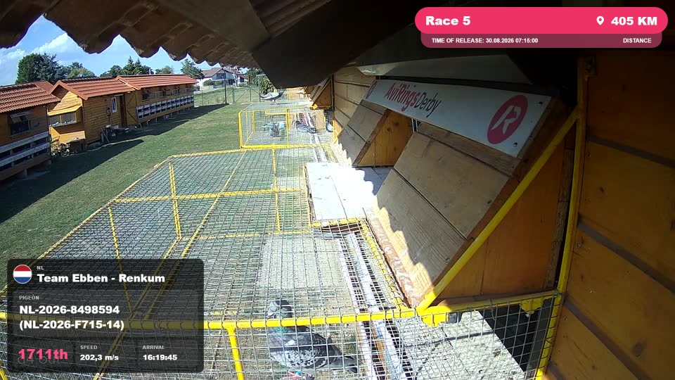 Pigeon Arrival Image For Race Race 5