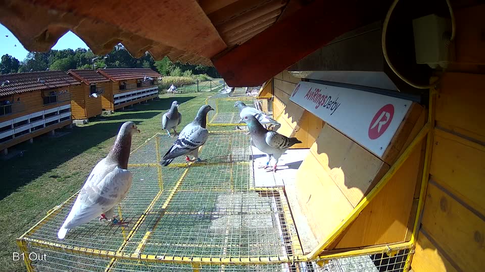 Pigeon Arrival Image For Race Race 2