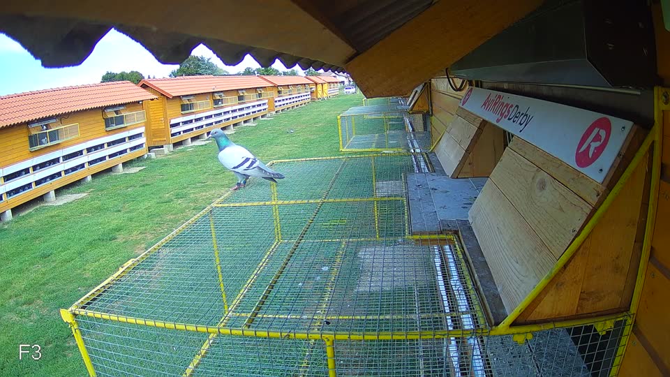Pigeon Arrival Image For Race Race 4
