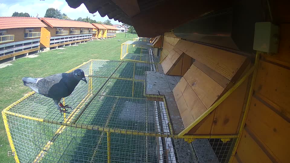 Pigeon Arrival Image For Race Race 6