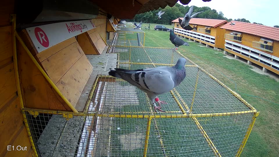 Pigeon Arrival Image For Race Race 3