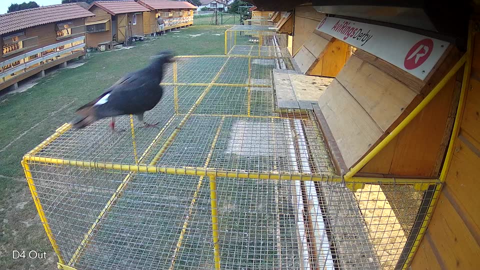Pigeon Arrival Image For Race Race 4